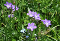 blümchen