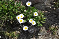 Gänseblümchen